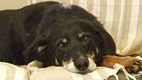 Closeup of a dog on a couch