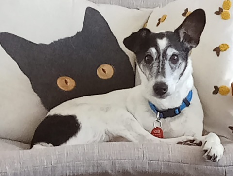 Small dog relaxed on a couch