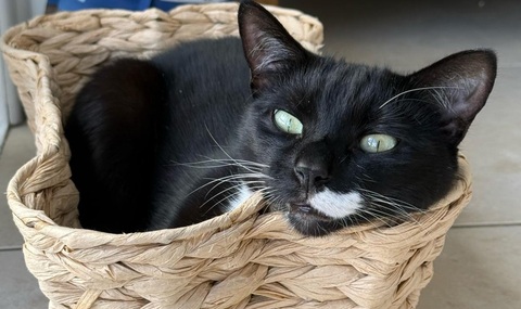 Closeup of a cat in a basket