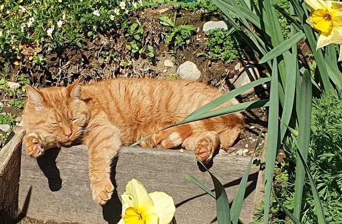 Sleeping Cat